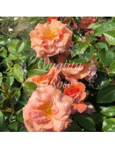 Rosal Cubre Suelo Apricola Flores Albaricoque Resistente Fácil Cuidado