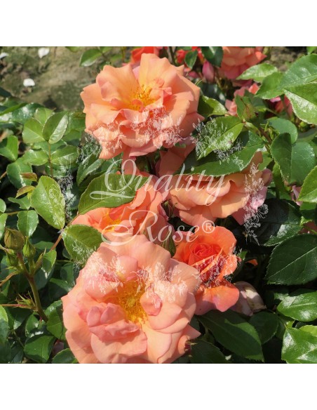 Rosal Cubre Suelo Apricola Flores Albaricoque Resistente Fácil Cuidado