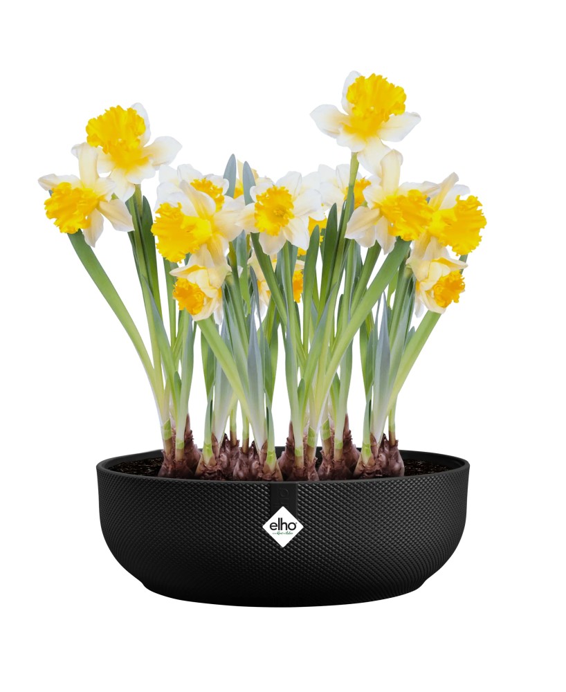Maceta Jazz Cuenco 28cm Living Negro - Macetas Modernas para Jardín y Hogar