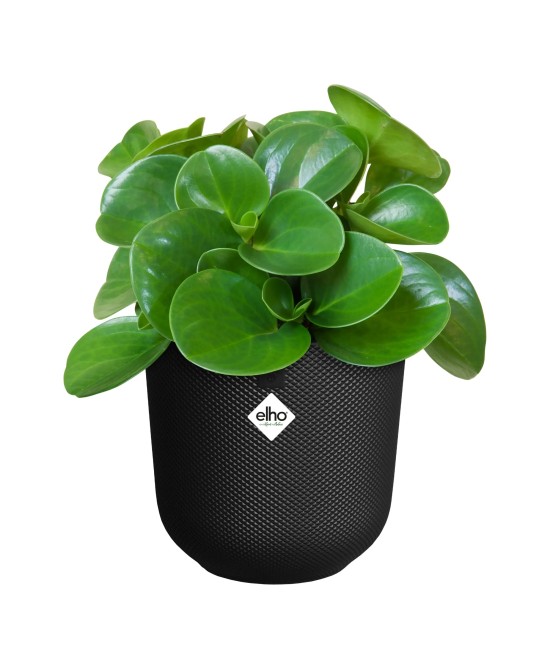 Maceta Jazz Redonda 26cm Living Negra | Elegante y Funcional