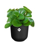 Maceta Jazz Redonda 26cm Living Negra | Elegante y Funcional
