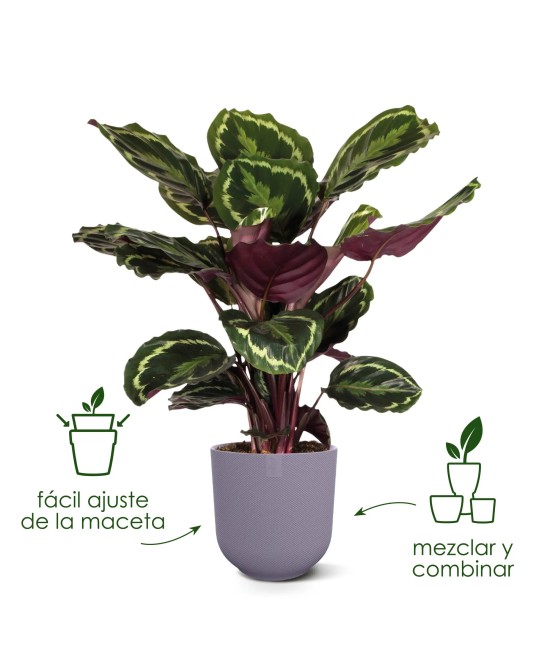 Maceta Jazz Redonda 26cm Living Negra | Elegante y Funcional
