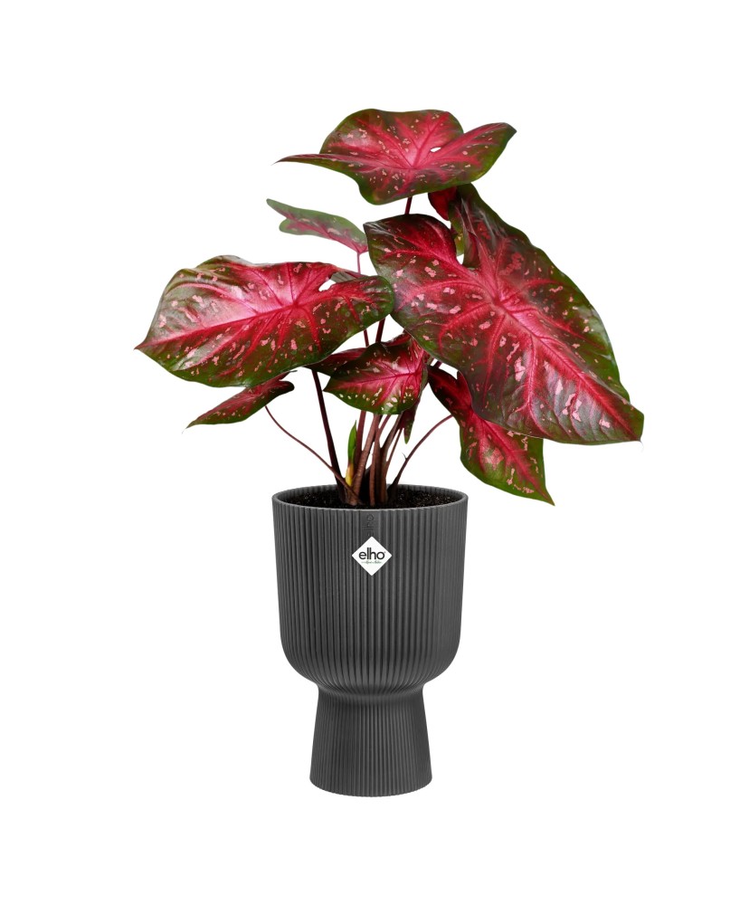Maceta Vibes Fold Copa 30cm Antracita elegante y moderna para interiores y exteriores