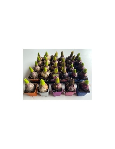 HYACINTHUS OR MIX M7