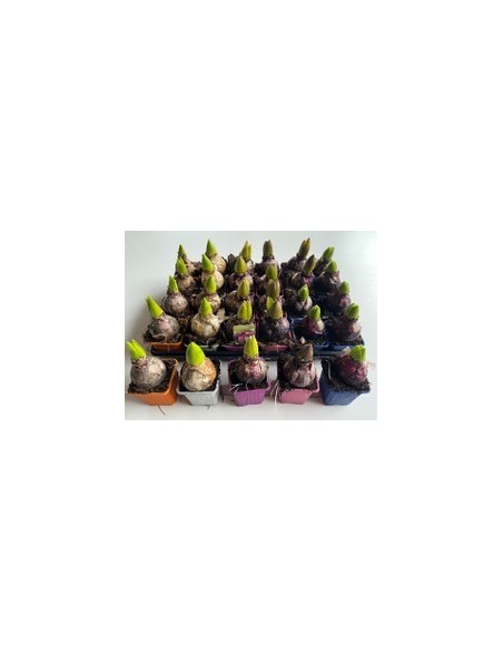 HYACINTHUS OR MIX M7