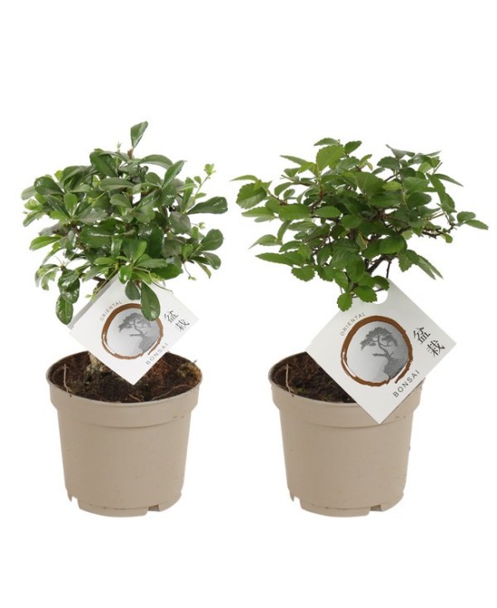 BONSAI MIX IN CARBON FREE GROWER POT M12