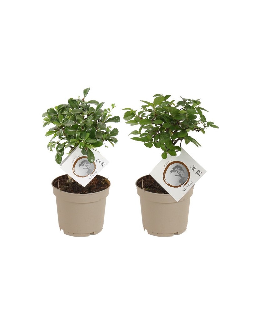 BONSAI MIX IN CARBON FREE GROWER POT M12