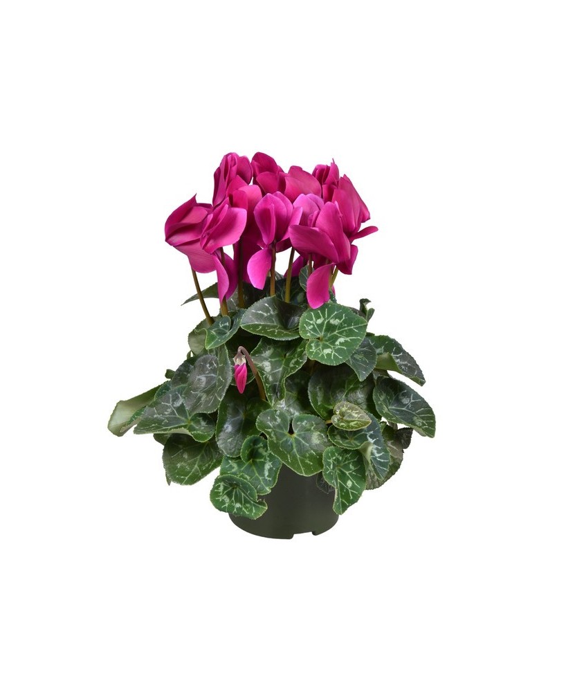 CYCLAMEN GR LEOPARDO F1 M13 PURPURA