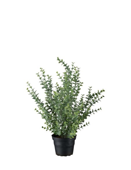 Eucalyptus en tiesto H40cm | Planta aromática natural | Endanea Garden