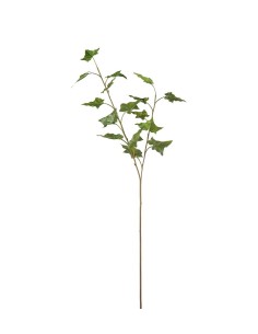 Murgrona H70cm | Planta trepadora ornamental y resistente | Endanea Garden