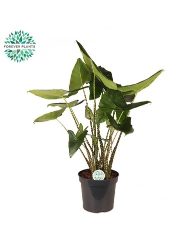 ALOCASIA ZEBRINA M35