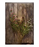 Calluna H63cm | Planta ornamental de temporada para jardín y terraza | Endanea Garden