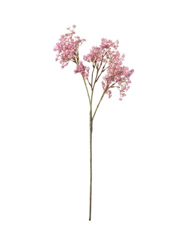 Brudsloja H70cm Planta Ornamental de Interior y Exterior | Endanea Garden