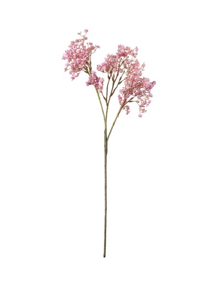 Brudsloja H70cm Planta Ornamental de Interior y Exterior | Endanea Garden