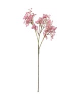 Brudsloja H70cm Planta Ornamental de Interior y Exterior | Endanea Garden