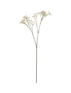 Brudsloja H70cm Planta Ornamental de Interior y Exterior | Endanea Garden