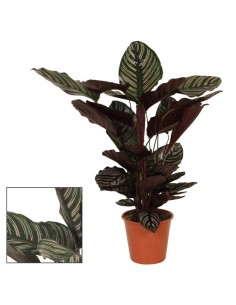 Calathea Sand Ornata planta de interior hojas rayadas verde púrpura M19

