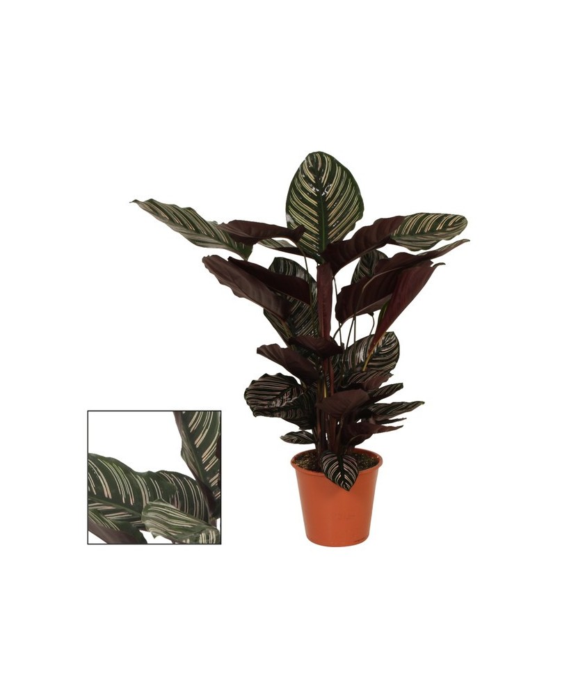 Calathea Sand Ornata planta de interior hojas rayadas verde púrpura M19

