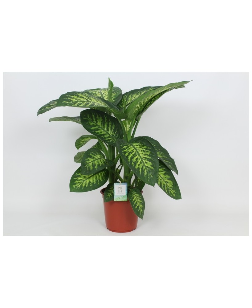 Dieffenbachia Seg Tropic Snow M24 planta tropical de interior con follaje decorativo