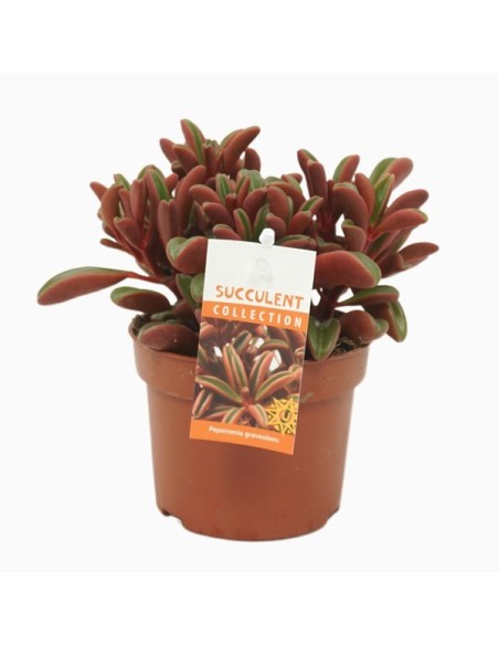 Peperomia Graveolens M10.5 planta suculenta de interior decorativa