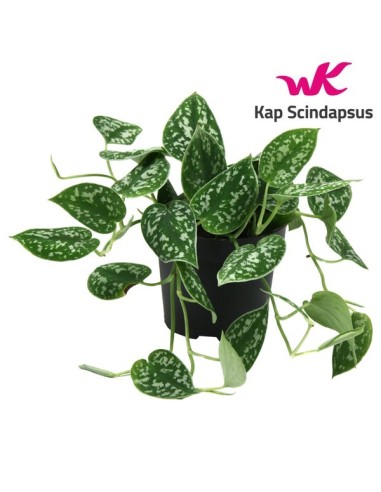 SCINDASPUS PICTUS ARGYRAEUS M12