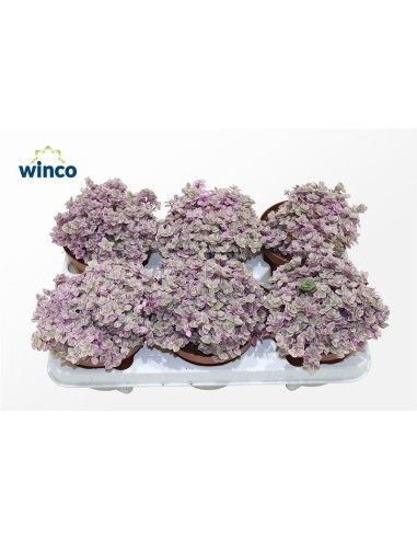 TRADESCANTIA FLUM M13