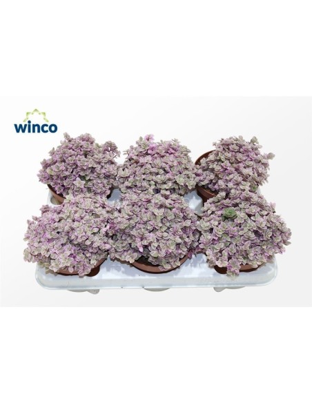 TRADESCANTIA FLUM M13