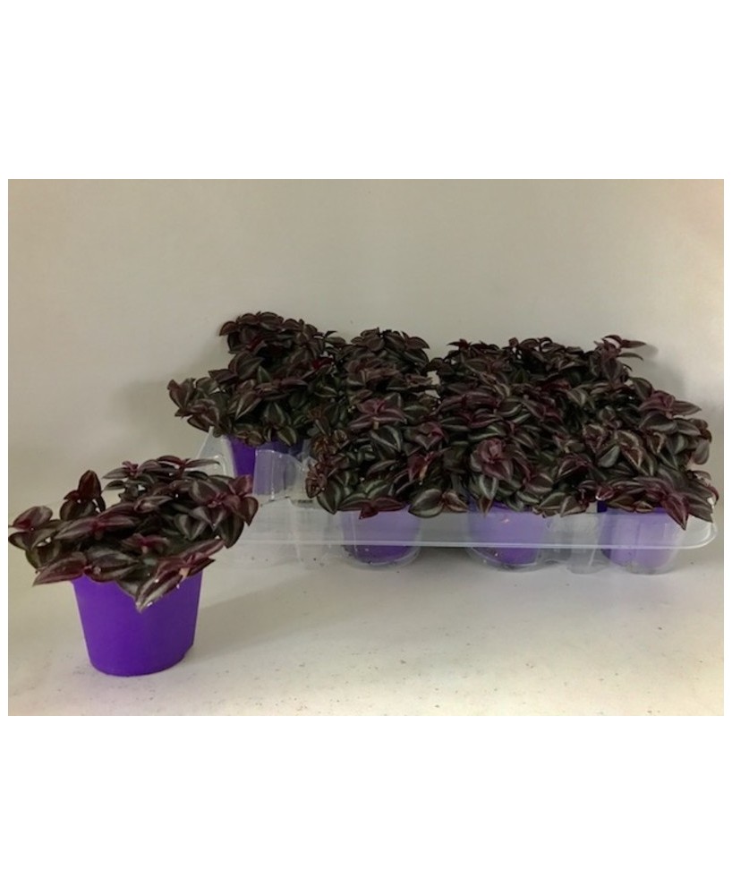 Tradescantia Purple Passion planta interior hojas púrpura fácil cuidado luz indirecta