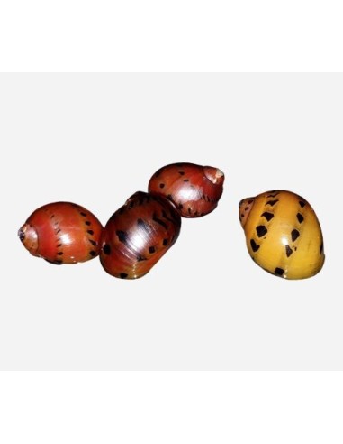 CARACOL CEBOLLA ROJO - NERITINA SP