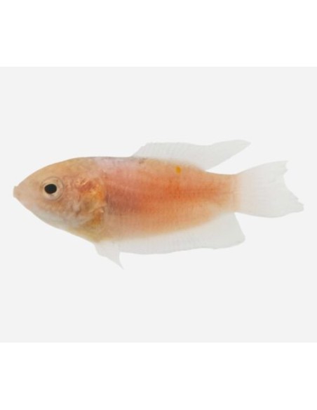 PEZ PARAISO ROJO -MACROPODUS OPERCULARIS 3.5-4CM