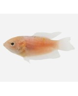 PEZ PARAISO ROJO -MACROPODUS OPERCULARIS 3.5-4CM