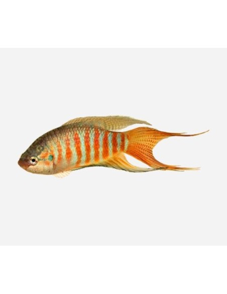 PEZ PARAISO VERDE - MACROPODUS OPERCULARIS 4-5
