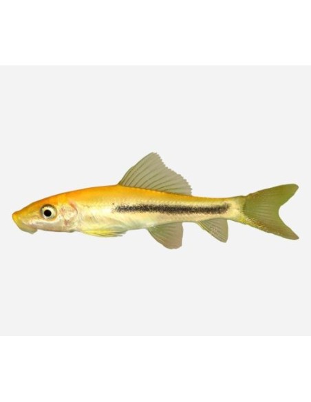 CHUPA ALGAS ALBINO 5-6CM - GYRINOCHEILUS AYMONIERI