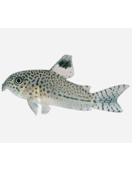 CORYDORAS JULII 2.5-3CM