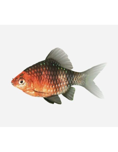 PUNTIUS NIGROFASCIATUS  3,5-4CM
