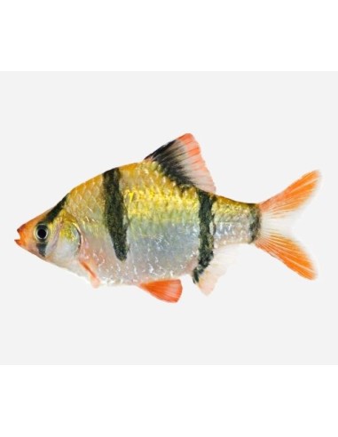 PUNTIUS TETRAZONA 4-5CM