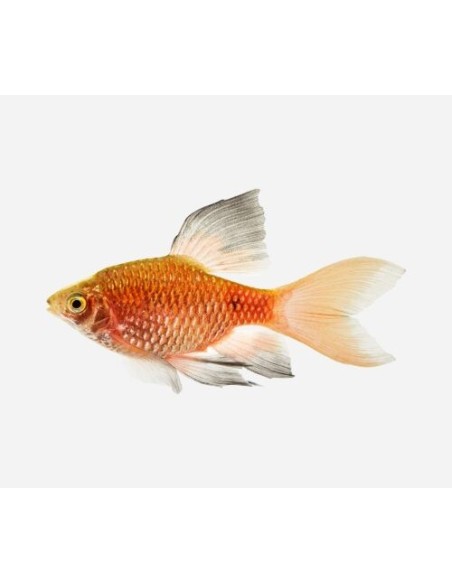 PUNTIUS COCHONIUS MIX 3-4CM