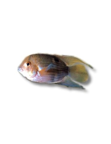 AEQUIDENS MARONII