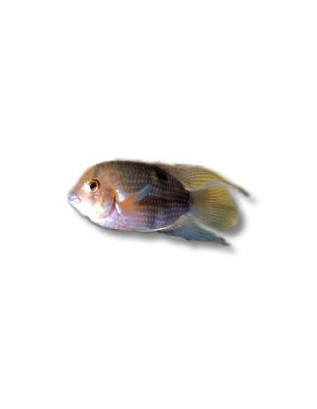AEQUIDENS MARONII