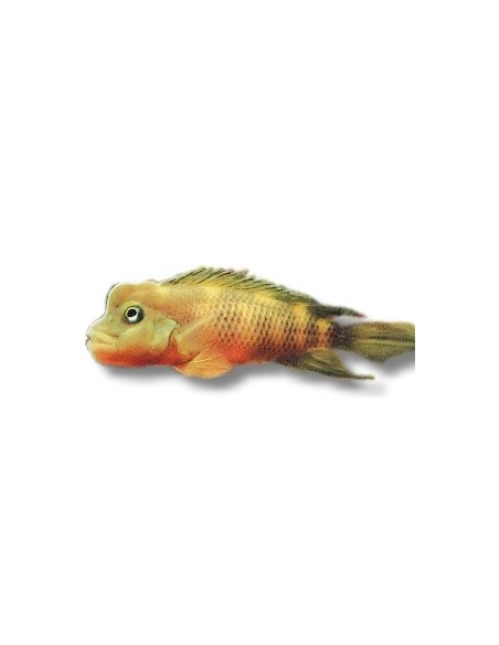 STEATOCRANUS CASUARIUS 5-7CM