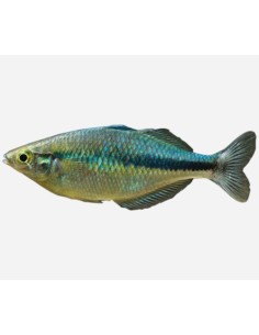 MELANOTAENIA LACUSTRIS  6-7CM