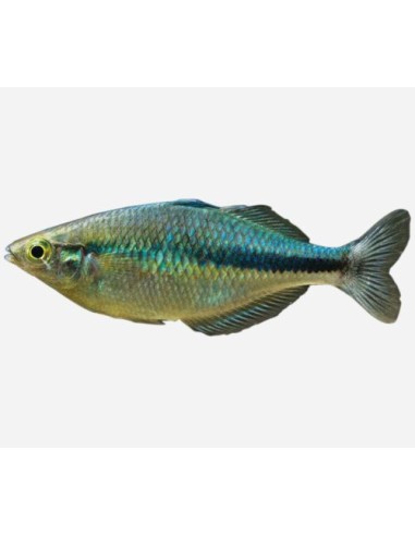 MELANOTAENIA LACUSTRIS  6-7CM