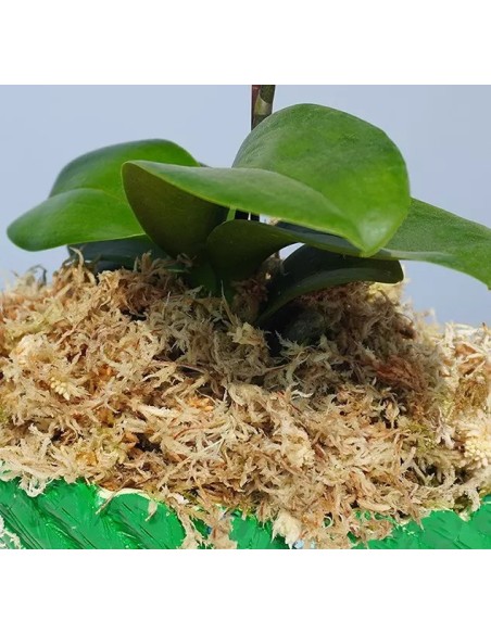 Musgo Deshidratado 250g BRICOMED | Decoración Natural y Jardinería | Endanea Garden