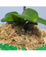Musgo Deshidratado 250g BRICOMED | Decoración Natural y Jardinería | Endanea Garden