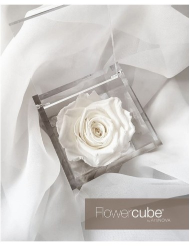 Flowercube Rosa 10x10 Packaging Blanco | Rosa Preservada Elegante | Endanea Garden