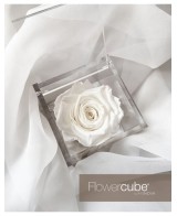 Flowercube Rosa 10x10 Packaging Blanco | Rosa Preservada Elegante | Endanea Garden