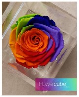 Flowercube Special Edition Rosa 8x8 Colore Rainbow Rosa Preservada Regalo Original