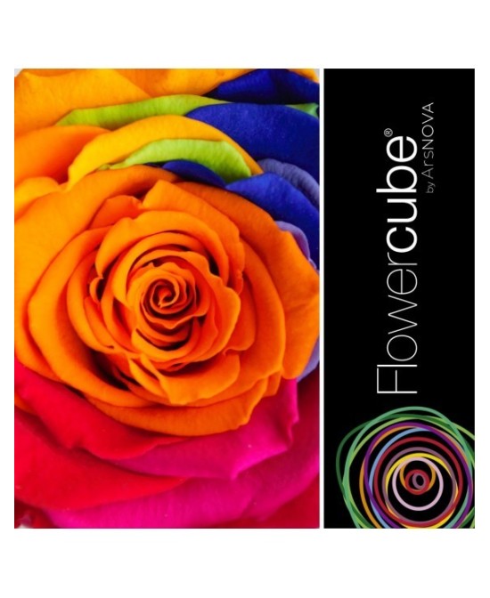 Flowercube Special Edition Rosa 8x8 Colore Rainbow Rosa Preservada Regalo Original