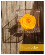 Flowercube Rosa 6x6 Packaging Amarillo Rosa Preservada Regalo Elegante