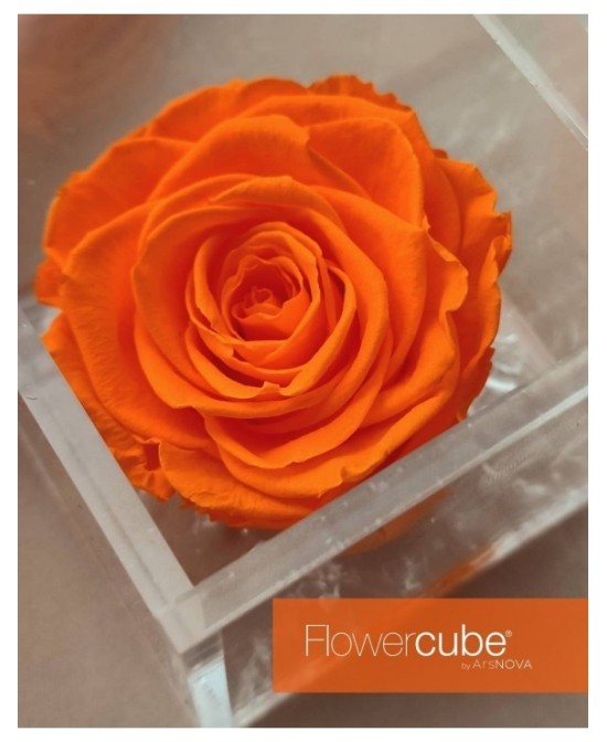 Flowercube Rosa 6x6 Packaging Naranja Regalo Floral Preservado Decoración